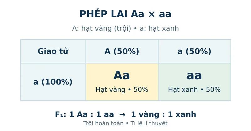 Sơ đồ lai Aa với aa: đời con có một nửa Aa hạt vàng và một nửa aa hạt xanh