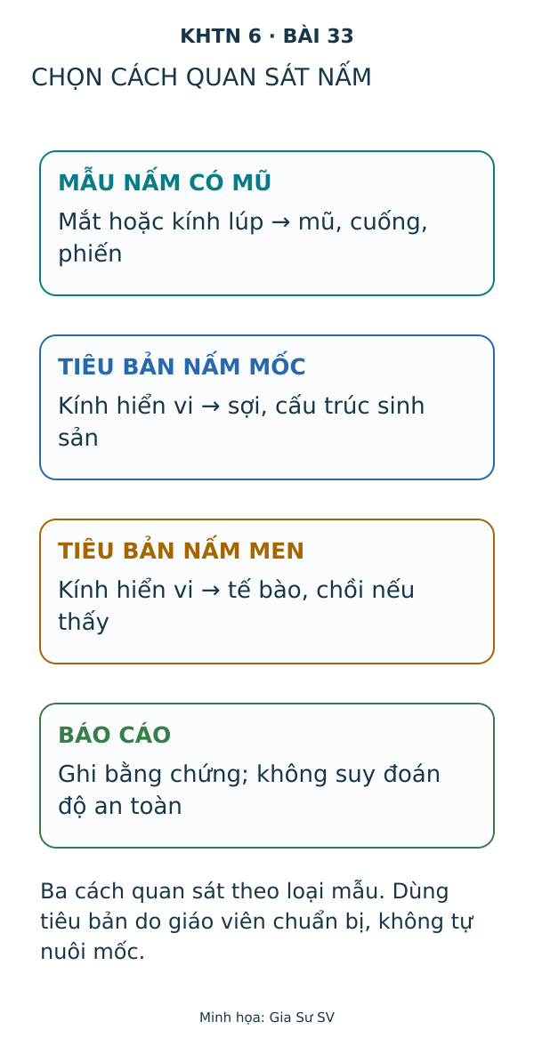 Chọn cách quan sát nấm. Ba cách quan sát theo loại mẫu. Dùng tiêu bản do giáo viên chuẩn bị, không tự nuôi mốc.